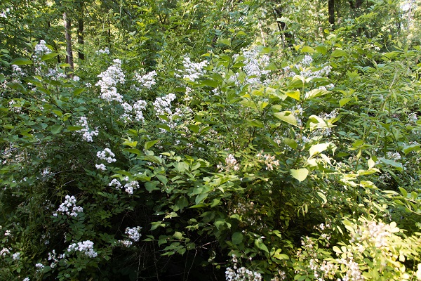 White flowers in a bush